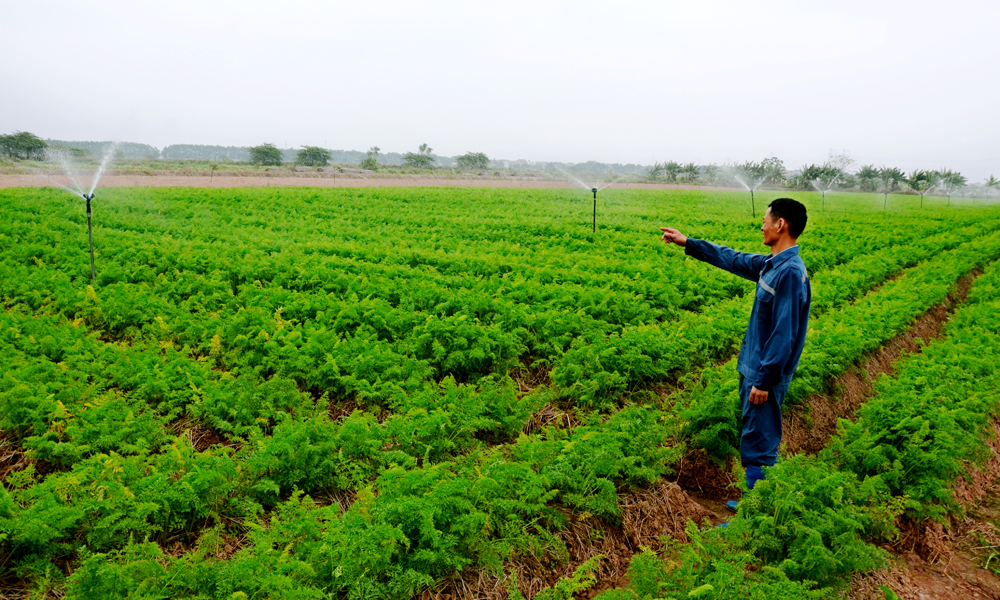 High-tech farming lifts agricultural value in Bac Ninh